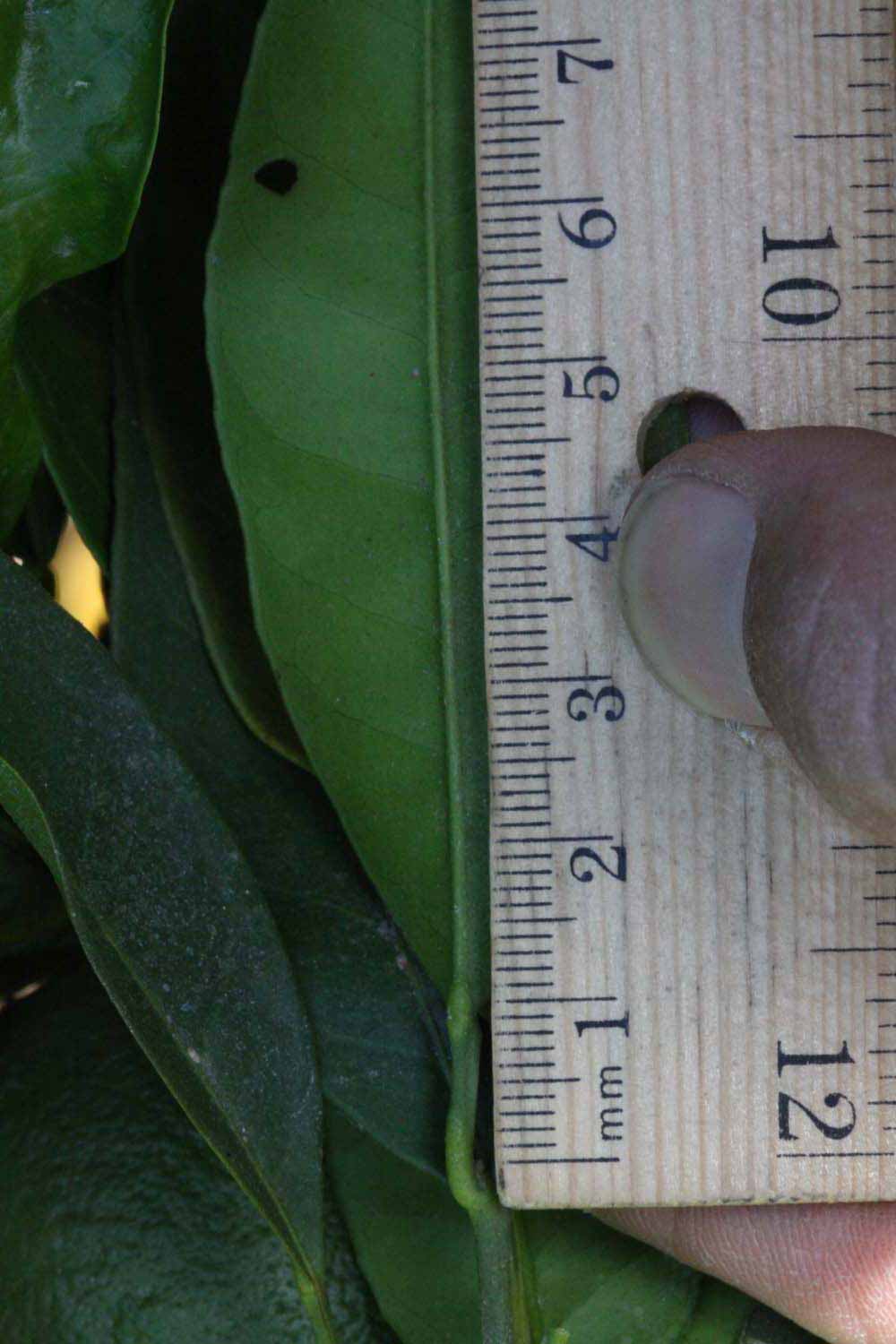              Unifoliolate leaf (Riverside, CA)       